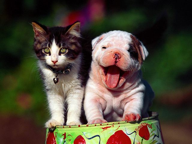 สัตว์โลกน่ารัก><" *2