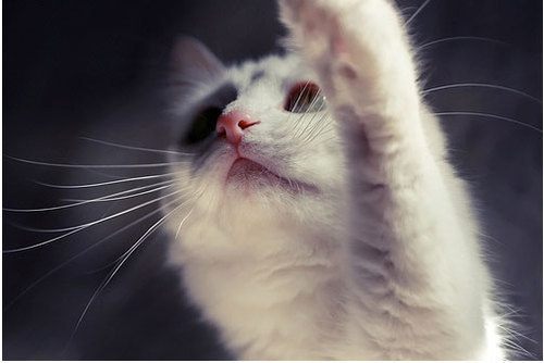สัตว์โลกน่ารัก><" *2