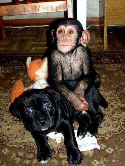 น่ารักอ้ะ! ตูบรัสเซียเลี้ยงดูชิมแปนซีน้อยเป็นลูก