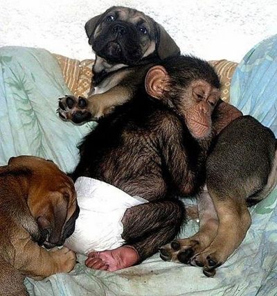 น่ารักอ้ะ! ตูบรัสเซียเลี้ยงดูชิมแปนซีน้อยเป็นลูก