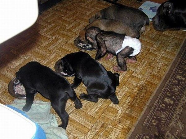 น่ารักอ้ะ! ตูบรัสเซียเลี้ยงดูชิมแปนซีน้อยเป็นลูก