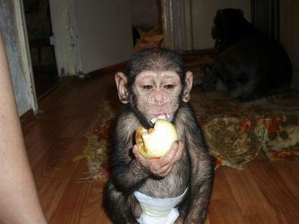 น่ารักอ้ะ! ตูบรัสเซียเลี้ยงดูชิมแปนซีน้อยเป็นลูก