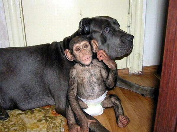 น่ารักอ้ะ! ตูบรัสเซียเลี้ยงดูชิมแปนซีน้อยเป็นลูก