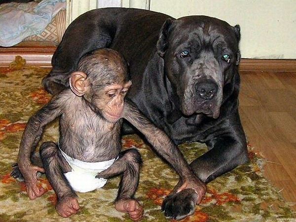 น่ารักอ้ะ! ตูบรัสเซียเลี้ยงดูชิมแปนซีน้อยเป็นลูก