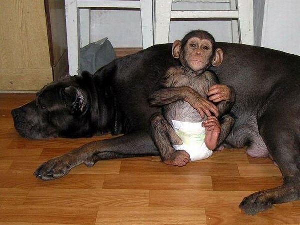 น่ารักอ้ะ! ตูบรัสเซียเลี้ยงดูชิมแปนซีน้อยเป็นลูก
