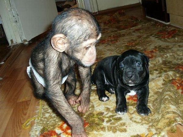 น่ารักอ้ะ! ตูบรัสเซียเลี้ยงดูชิมแปนซีน้อยเป็นลูก