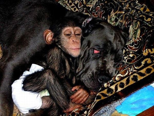 น่ารักอ้ะ! ตูบรัสเซียเลี้ยงดูชิมแปนซีน้อยเป็นลูก