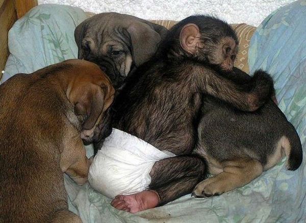 น่ารักอ้ะ! ตูบรัสเซียเลี้ยงดูชิมแปนซีน้อยเป็นลูก