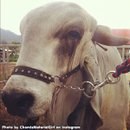 ชมพู่ อารยา ใน Instagram