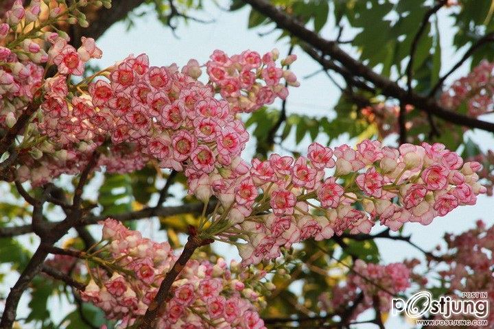 ชมพูภูคา @ ดอยภูคา