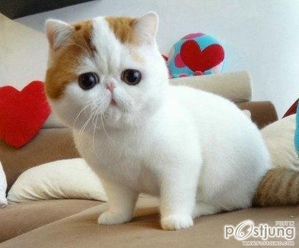 หมา..แมว..น่าร๊าก