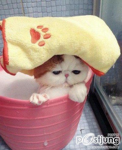หมา..แมว..น่าร๊าก