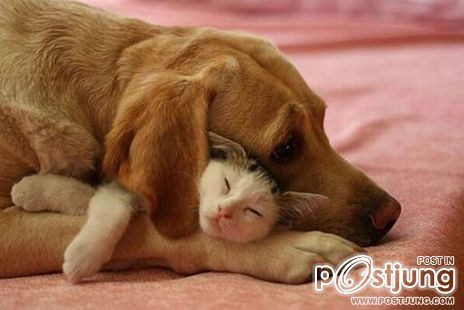 หมา..แมว..น่าร๊าก