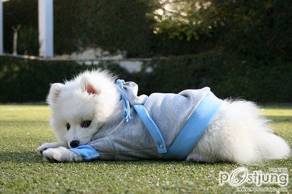 หมา..แมว..น่าร๊าก