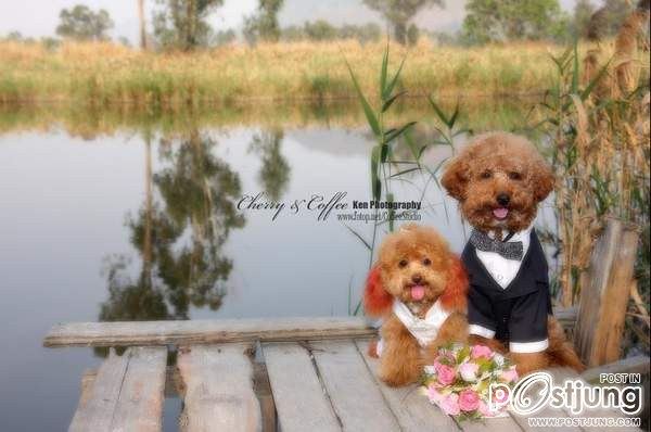 หมา..แมว..น่าร๊าก