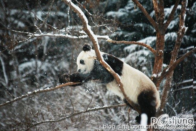 Kung Fu Panda Naochun snow