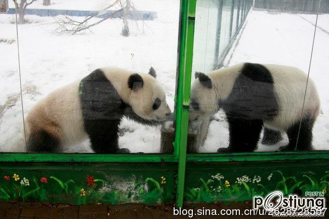 Kung Fu Panda Naochun snow