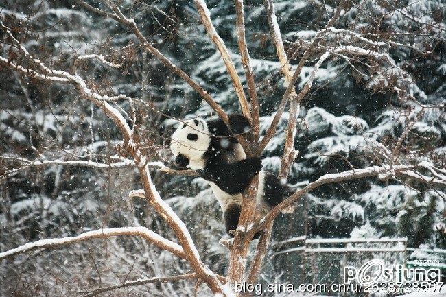 Kung Fu Panda Naochun snow