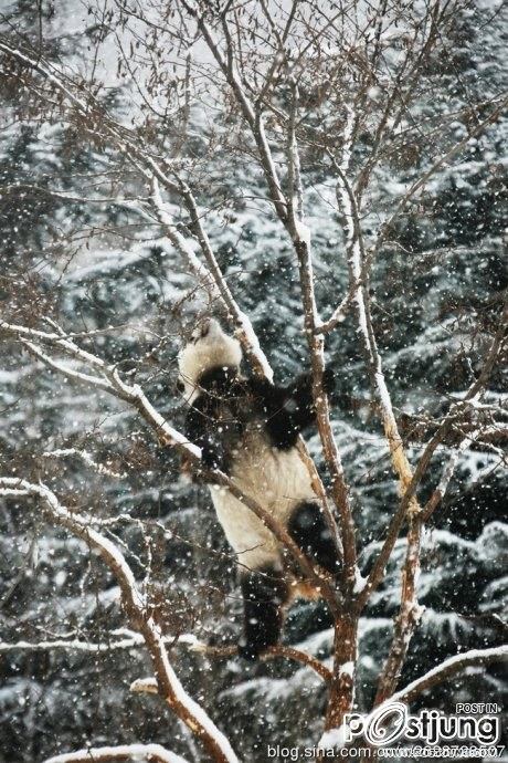 Kung Fu Panda Naochun snow