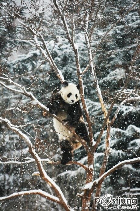 Kung Fu Panda Naochun snow