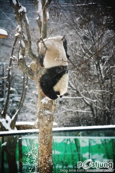 Kung Fu Panda Naochun snow