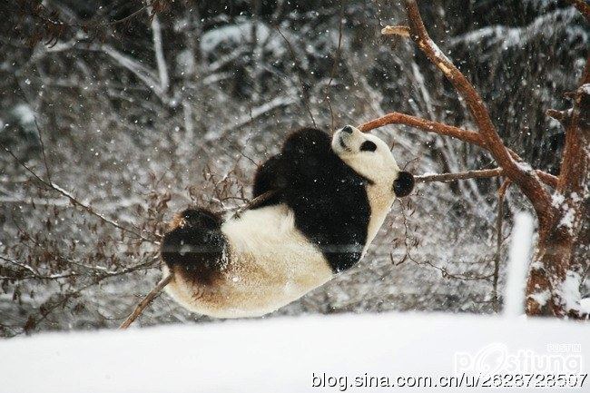 Kung Fu Panda Naochun snow