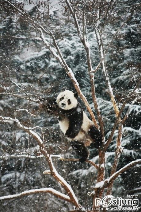 Kung Fu Panda Naochun snow