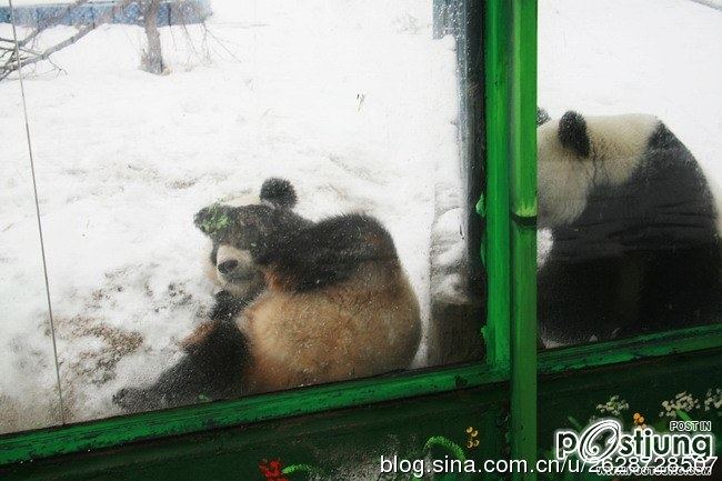 Kung Fu Panda Naochun snow