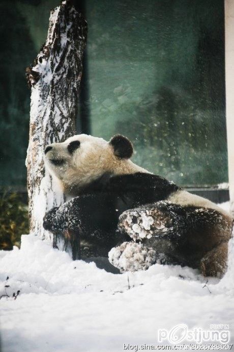 Kung Fu Panda Naochun snow