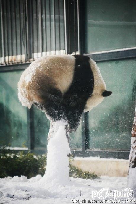 Kung Fu Panda Naochun snow