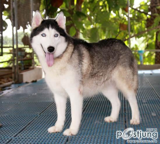 ไซบีเรียน