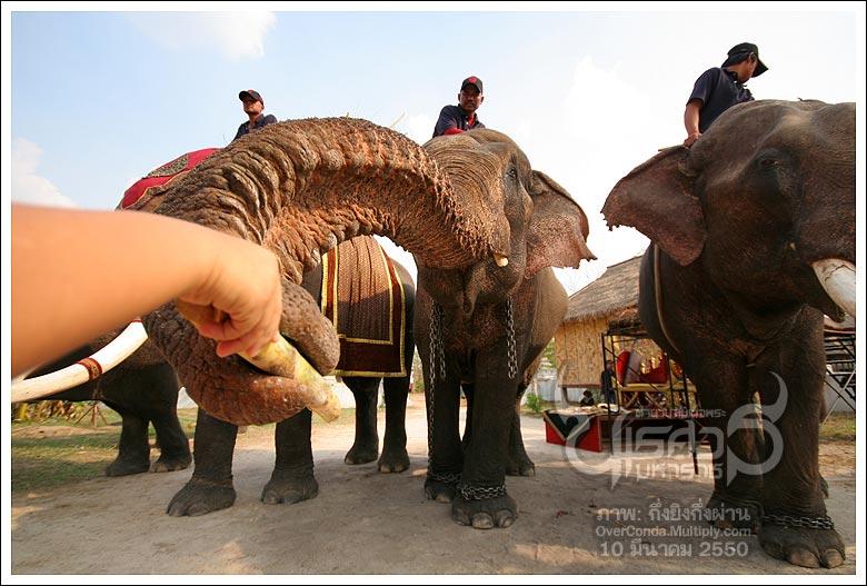 ช้างกับประเทศไทย