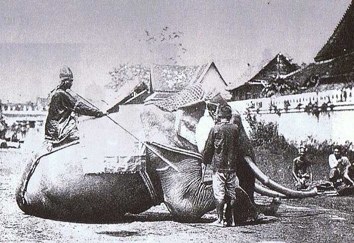 ช้างกับประเทศไทย