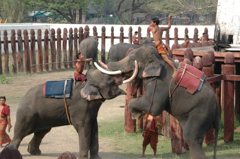 ช้างกับประเทศไทย