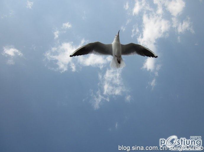 Free as birds