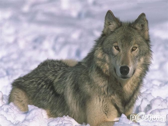 the wolf