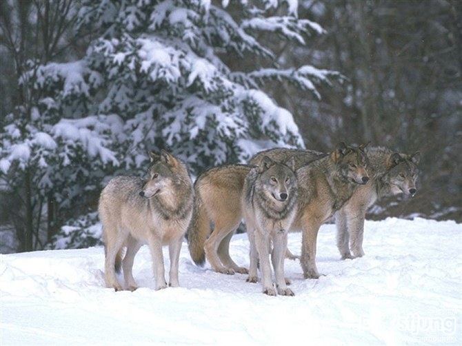 the wolf