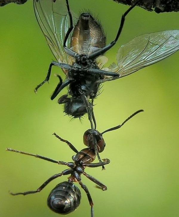 ภาพของมด