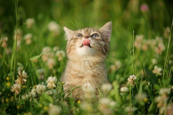 Kitty Photos