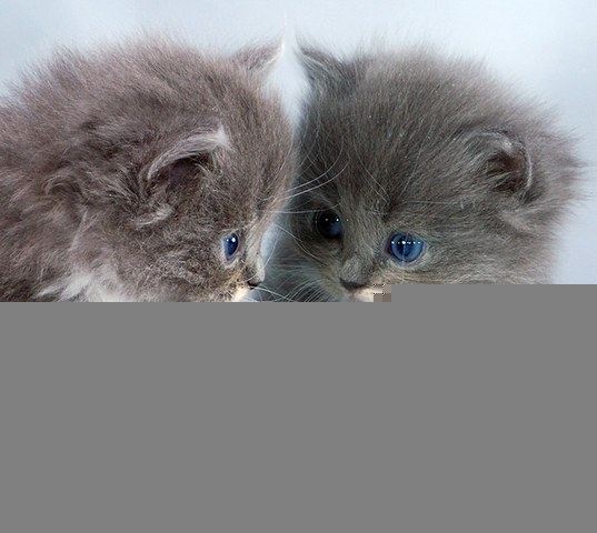 Kitty Photos