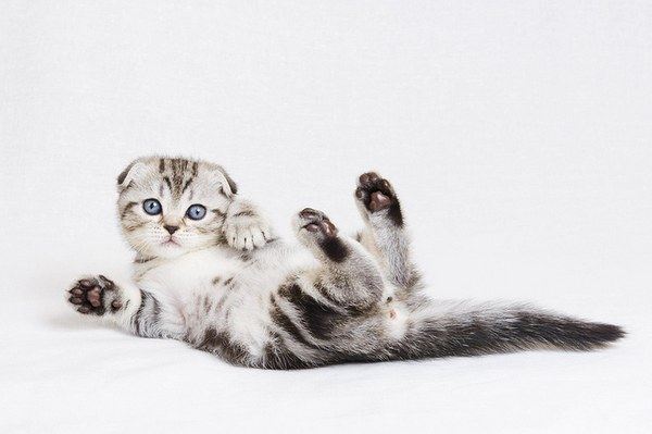 Kitty Photos