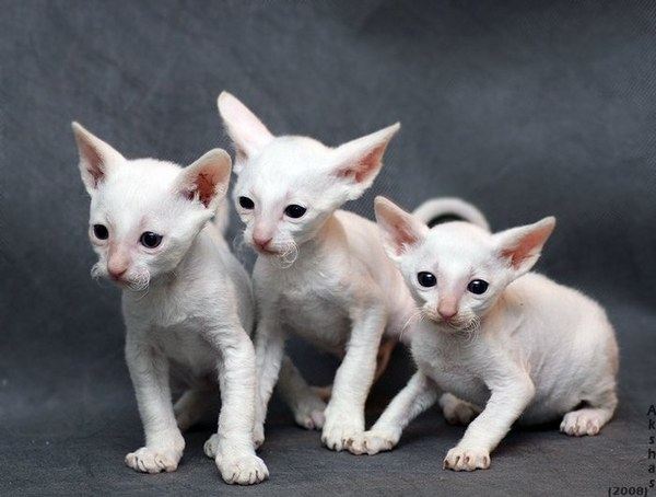 Kitty Photos