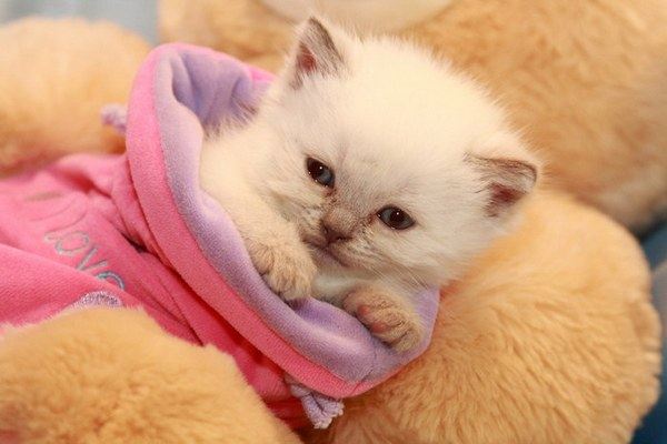 Kitty Photos