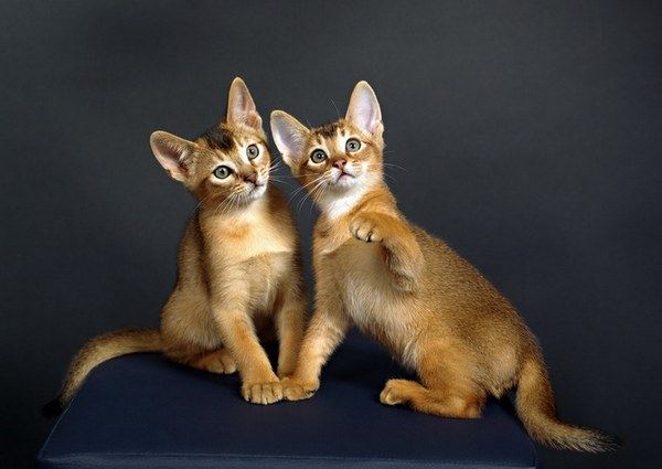 Kitty Photos
