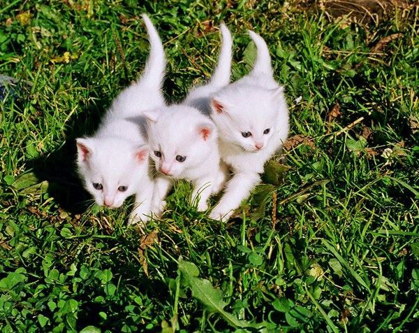 Kitty Photos