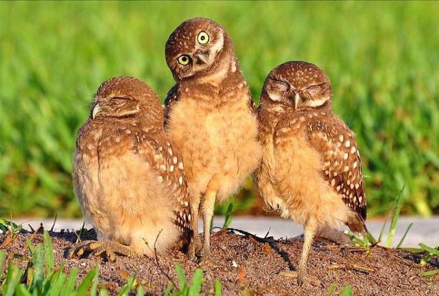 Funny Animals