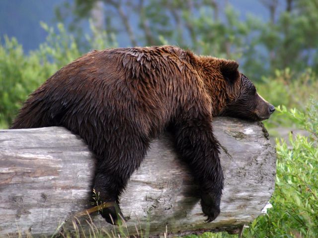 Funny Animals