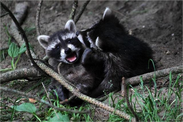 Funny Animals