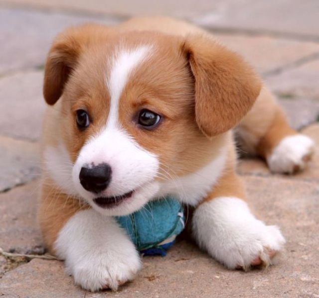 Funny Animals