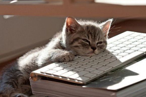 Funny Animals